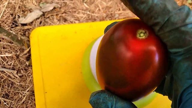 Томат -Черный Император ??? смотреть онлайн