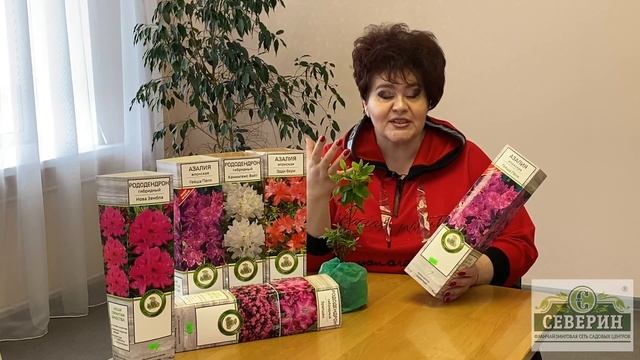 Вечнозеленые кустарники.. смотреть онлайн