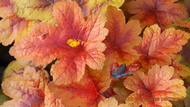 Гейхерелла обыкновенная Брасс Лантерн ? обзор: как сажать, саженцы гейхереллы Брасс Лантерн смотреть онлайн