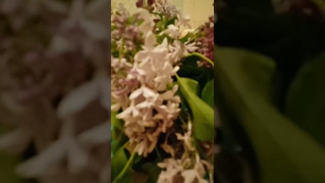 сирень. разные сорта в одном букете смотреть онлайн