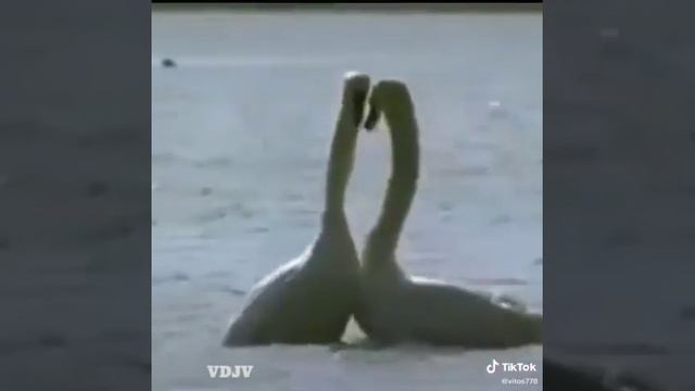 Лебединая верность смотреть онлайн