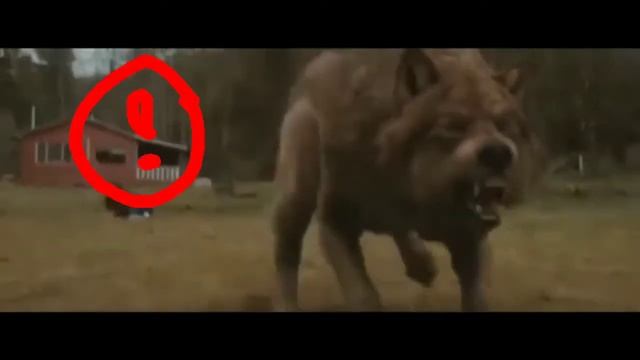 Польская корова в известных местах