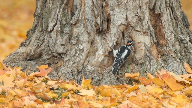 Hairy Woodpecker: Autumn Foraging смотреть онлайн