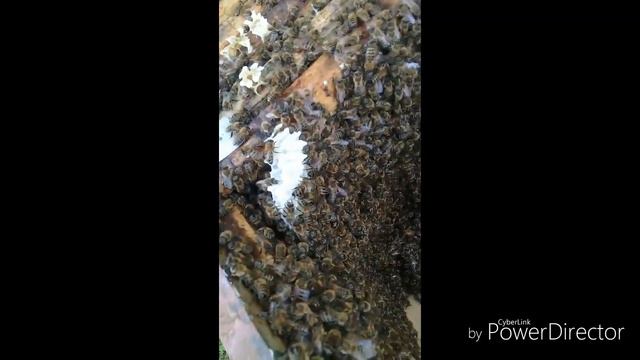 Что будет, если не расширять пакет 3+1 полтора месяца ?