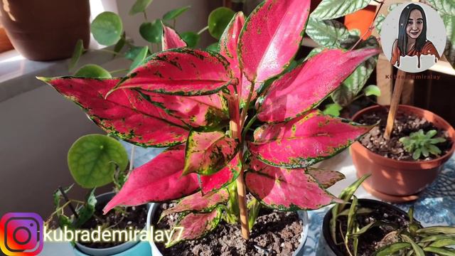 Aglaonema Cherry Baby bakımı смотреть онлайн