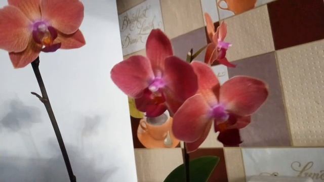 орхидея № 5 Мария-Тереза? смотреть онлайн