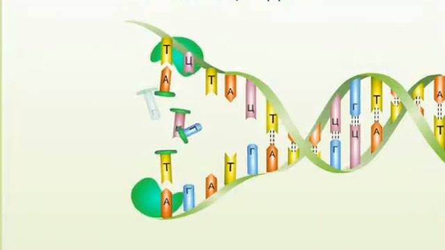 Репликация ДНК смотреть онлайн