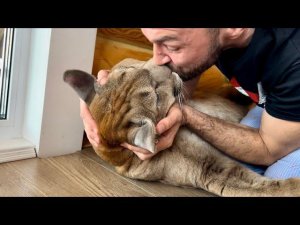 Человек не дает спать сонному котёнку. Пума Месси терпит приступы нежности от своих хозяев.