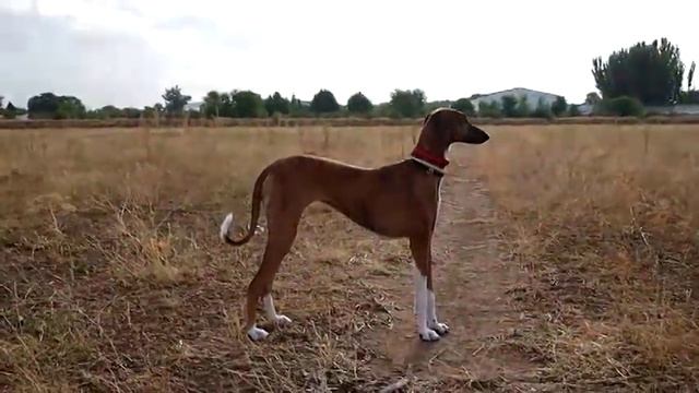 Азавак / Azawakh (Tuareg Sloughi, Azawakh Hound)