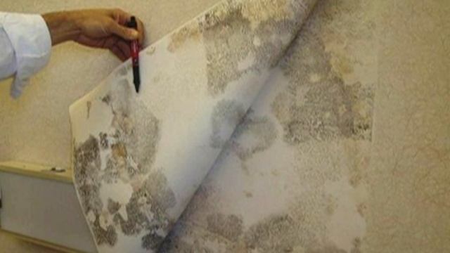 Плесень на стенах: что делать? Что нужно сделать обязательно ! смотреть онлайн