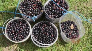 Увеличила урожай смородины с помощью Боверина. Полезные грибки очистили мой куст от всех вредителей.