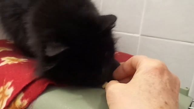 Emmie 7 Toes with her brewer's yeast tablet смотреть онлайн
