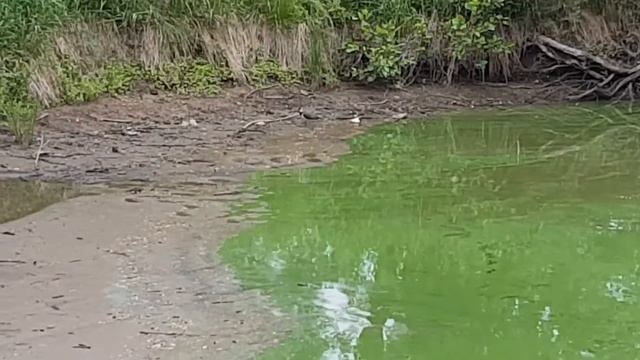 Территория коттеджного поселка. Охота на чужих жен и зайцев смотреть онлайн