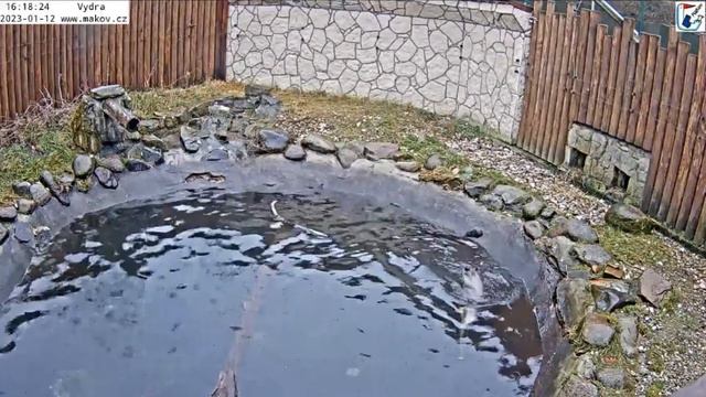 Выдра занимается фигурным купанием с шестом#Чехия смотреть онлайн