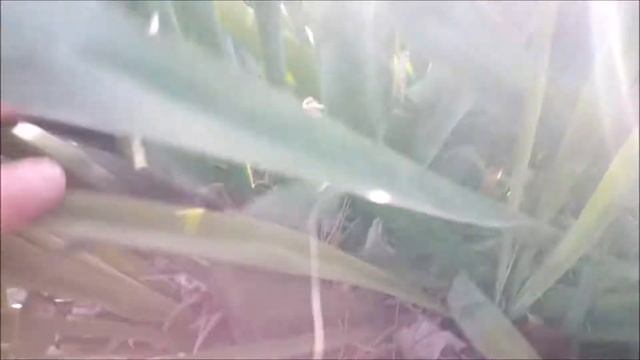 Cold Hardy Yucca Filamentosa and Opuntia In January смотреть онлайн