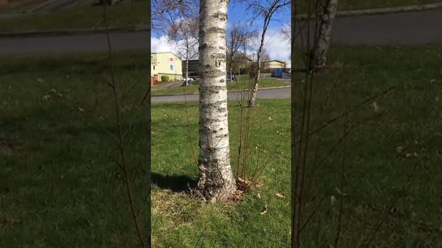 Downy Birch (Betula pubescens) - suckers - March 2018 смотреть онлайн