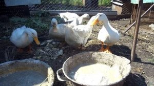 Как и что утки едят на птицеферме и в природе