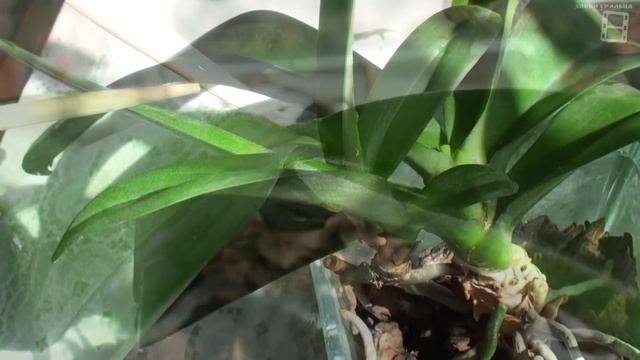 РАЗМНОЖЕНИЕ ОРХИДЕЙ ФАЛЕНОПСИС 2 СПОСОБА. ПОЯВЛЕНИЕ У ДЕТОК СОБСТВЕННЫХ КОРНЕЙ. ОРХИДЕИ ФАЛЕНОПСИС смотреть онлайн