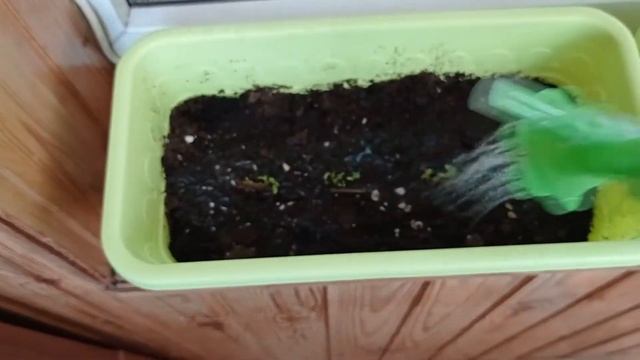 Дача-огород-балкон (Первые ростки) смотреть онлайн