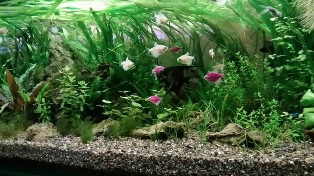 Мой аквариум- травник смотреть онлайн