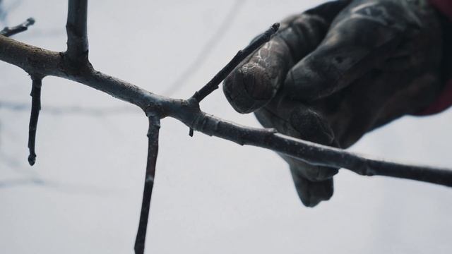 Обрезка плодовых деревьев (Часть 1) смотреть онлайн