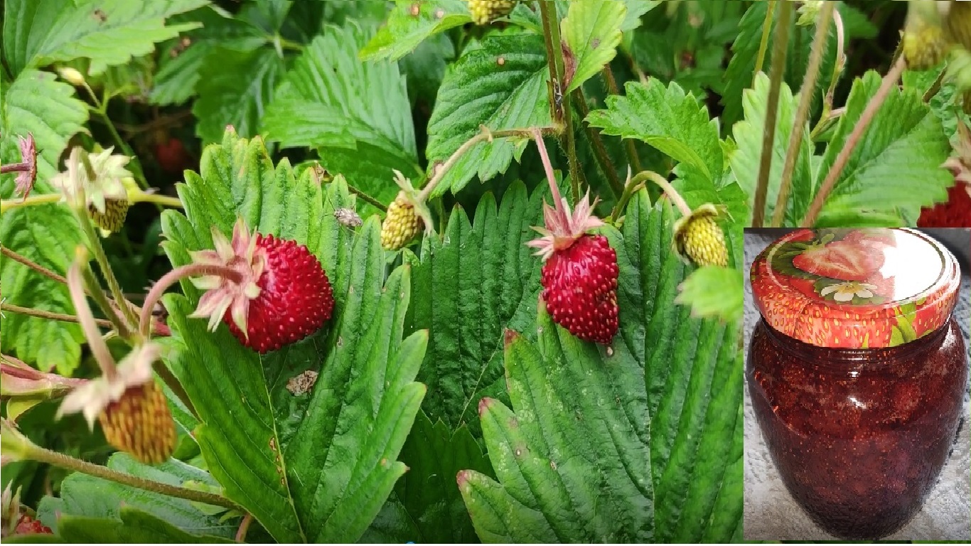 Мама научит