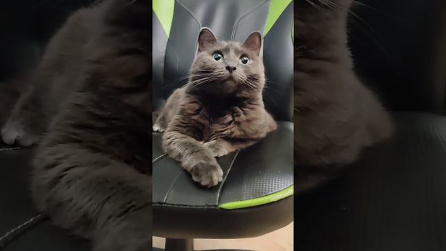 ЧЕЛОВЕК И КОШКА🐱/ГРУСТЬ смотреть онлайн