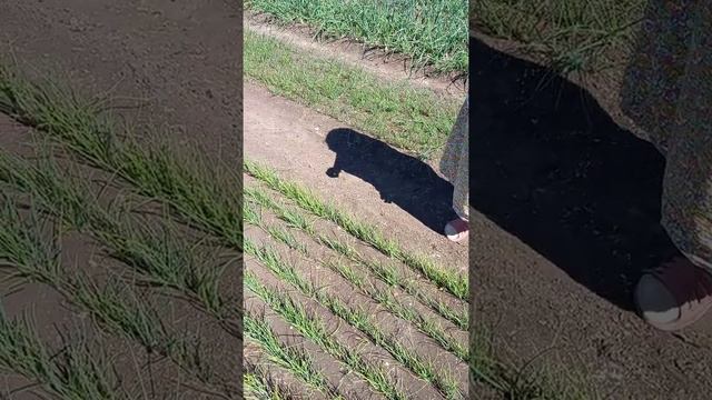 Как сеять семена лука смотреть онлайн