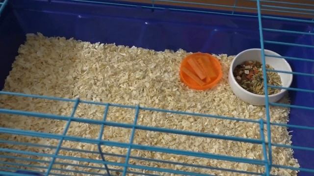 Как познакомить двух морских свинок? смотреть онлайн