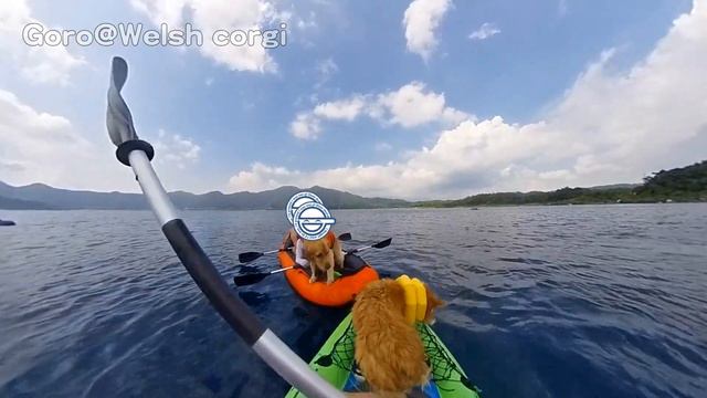ロクさんとカヤックに乗ってきた♪ / Roku on Kayak 20190811 INTEX challenger K1 dog コーギー 犬 本栖湖 смотреть онлайн