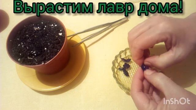 Сеем семена лаврового листа.Мой опыт. смотреть онлайн