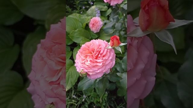 Роза Альбрехт Дюрер(с оранжевой становится пастельно-розовой),лето 2021. смотреть онлайн