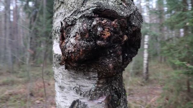 В лес за трутовиками .Чага , берёзовая губка и трутовик окаймлённый смотреть онлайн