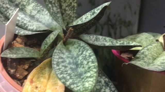 Мои орхидеи! Цветение январь 2022 г. смотреть онлайн