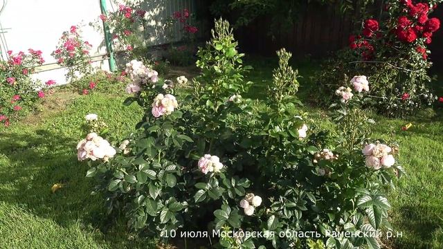 Обзор розы Буке Парфэ (Мускусный гибрид) Lens, 1989, Бельгия_.mp4 смотреть онлайн