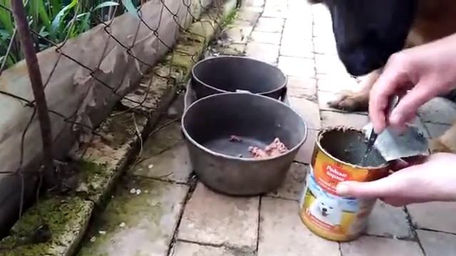 Родные корма. Поедаемость. смотреть онлайн