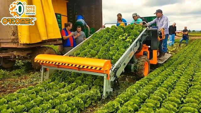 Ortomec Lattuga Harvester | Radicchio and Trocadero Harvesting Solution смотреть онлайн