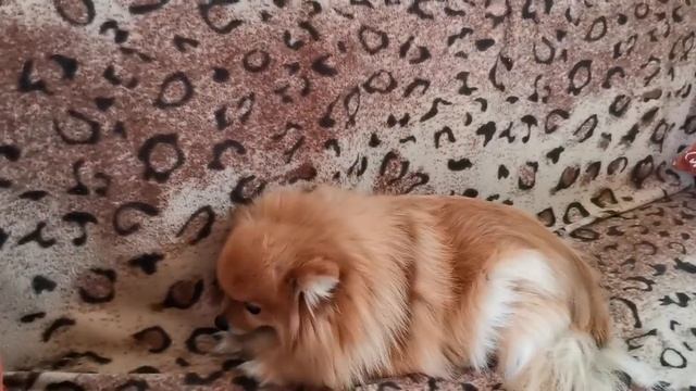 Шпиц.. Стоит ли заводить Померанского Шпица. смотреть онлайн