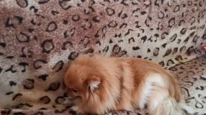 Шпиц.. Стоит ли заводить Померанского Шпица.