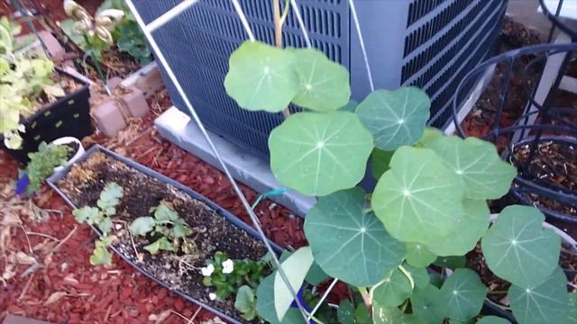 Rainy Winter Desert Garden Tour - Small Space Garden смотреть онлайн