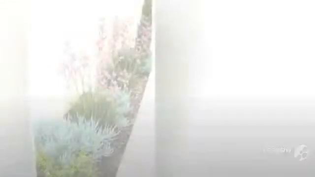 Anigozanthos - garden plants смотреть онлайн