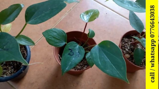 බැංකොක් වර්ග 12 ක් | anthurium plants | anthurium wagawa | bankok anthurium flower plant смотреть онлайн