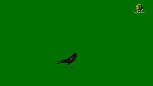 Raven Bird | Idle | Eating | Flying Motions Green Screen HD смотреть онлайн