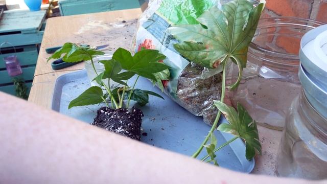 PROPAGATING FATSIA JAPONICA | Water and Sphagnum Moss | Miss Bird смотреть онлайн