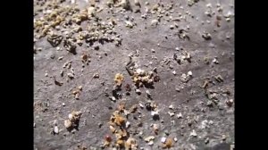 лекарственные подкормки пчел весной  - Апимакс