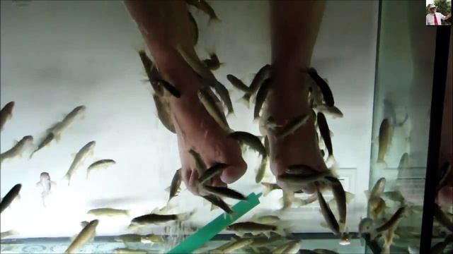 Прогулка по Набережной Болгарии Пилинг рыбками Гарра Руфа(fish пилинг) смотреть онлайн