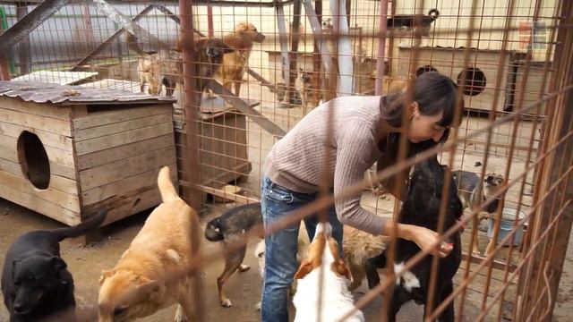 Как бездомные собаки в Жодино нашли свою стаю и шанс на свой дом смотреть онлайн