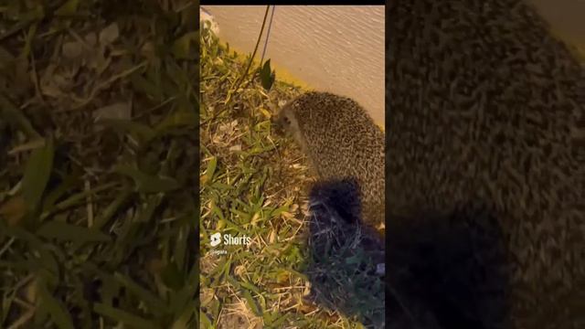 Срулил по-тихому.