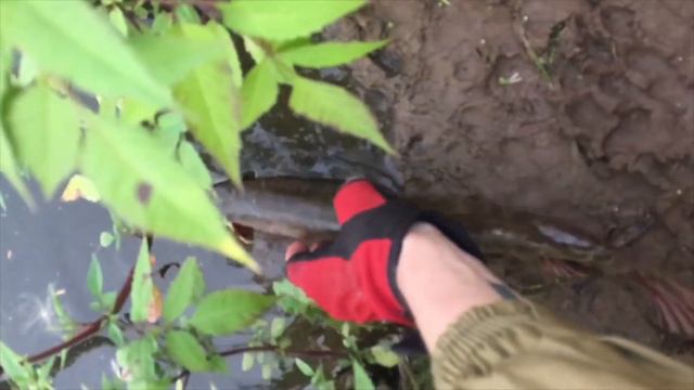 Спонтанный вечерний выход на спиннинг на реку Клязьму 15.08.2019 смотреть онлайн