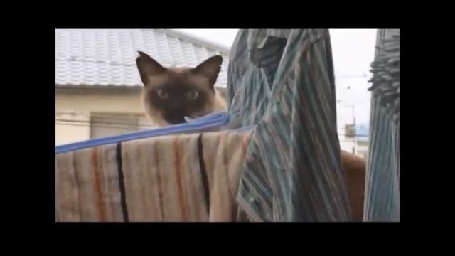El Gato volador funny video cat 2015 смотреть онлайн